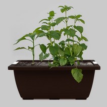 화분월드 베란다텃밭 다용도 채소밭 화분 set, 다크브라운