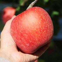 꿀 사과 10kg 부사과 후브락스 충주사과 농장직배송 GAP인증 새콤달콤 사과 사과5kg 사과10kg 부사사과 충
