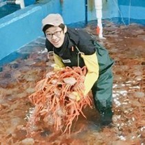 청춘홍게 일반 고급 3kg 5kg, 고급 3kg 자숙(찐상태), 1개