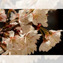 벚꽃 왕벚나무 연분홍 흰꽃 접목 1년 묘목 1개 조경수