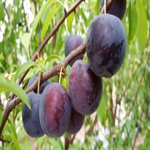 착한가격 나무생각 바이오체리*(결실주)