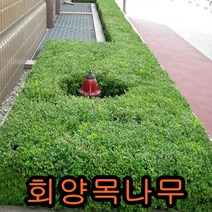 회양목키40cm 10그루 나무 묘목 회양목나무