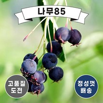 (나무85) 준베리 발레리나 삽목2년포트