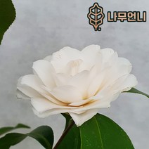 동백나무 나무언니, 백동백 8치화분, 1개