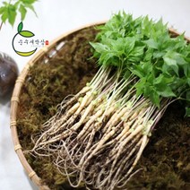순수 새싹삼 중 100 뿌리 [중 사이즈 (20~25cm 내외) 1box 선물포장 가능], 선물 포장