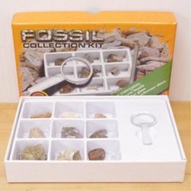 암모나이트등 고생대 화석 관찰키트 과학영재실험 수업용 고고학