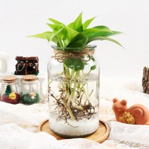 [바보사랑] 형광스킨답서스 수경재배 키우기 세트 공기정화식물, 상세 설명 참조, 상세 설명 참조