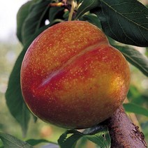 자두나무(추희)접목1년(4주묶음)묘목/F0545, 1개