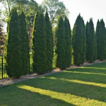 에메랄드그린 12cm장포트(3주묶음) 상록수 조경수 정원, 1개