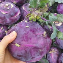 국산 제주 햇 콜라비 최상품 3kg 5kg 10kg, 제주 콜라비 3kg, 1개