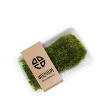 비단이끼 관찰 자연과학 공기정화 음지식물 _ 256589EA, 쿠팡 본상품선택