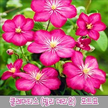 충주원예조경 향기 클레마티스(빌리 데리온)*포트묘, 주