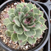 [올식스] 능견바위솔 노지월동 석부작재료 야생화 다육식물 다육이 키우기 공기정화식물 개업화분