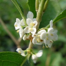 은목서/삽목1년(10주묶음)/묘목/d0610