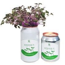 [아이엠캔] 새싹재배세트 브로콜리 1ea 씨앗 새싹 채소 키우기 키트 텃밭 모종 홈가드닝 베란다 미니 텃밭 유치원 어린이집 홈재배 유치원교구 관찰학습, 아이엠캔 브로콜리(중)