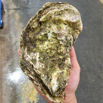 산지직송 통영 석화 굴 각굴 하프셀 삼배체굴 하프쉘 세척 대굴 5kg 10kg 10키로, 6.삼배체굴(1kg), 1개