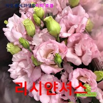 희귀씨앗 부켓절화용 리시얀셔스 핑크 씨앗 10립