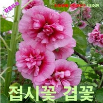 팝플라워 접시꽃 분홍겹꽃 씨앗 10립