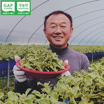 아이스플랜트 무농약 유기농채소 당일수확 500g 1kg, 쌈채소