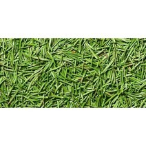 솔잎주 담금주 만들기 재료 국내산 솔잎 솔순 600g, 1개