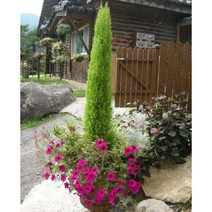 묘목/모종 율마 5치포트 R0505