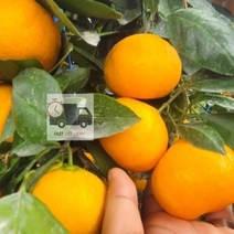 제주밀감제주도4.5kg로얄과타이벡귤감귤귤림원 DE44, 상세페이지 참조