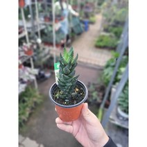 수입 고급다육식물 선인장 용발톱 소품 15-25cm 28