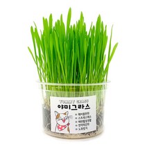 냥냥아지 야미그라스 (캣그라스화분) 바로 급여하는 캣그라스, 귀리