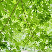 청단풍 나무 묘목 / 조경수 실1년생 6주묶음 TT24-0