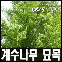 도시농부/ 계수나무 묘목/ 계수나무 실생 1~3년 판매, 계수나무 실생1년(17주)