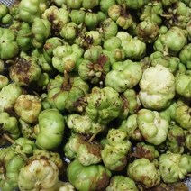 2022년 깊은산 건조 충영300g 개다래열매 개다래줄기 직접채취 깨끗한세척, 개다래줄기600g