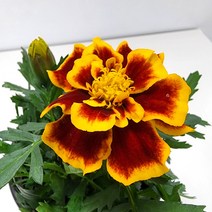 메리 골드 야생화 꽃모종 꽃화분 모종 만수국 천수국 금잔화 포트화분 봄꽃 관엽식물 꽃, 소형 1개