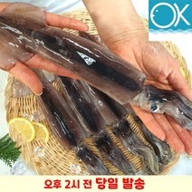 국내산 선동 급냉 초코오징어 통오징어 5미 1kg 통찜용 숙회용 초콜렛오징어, 중(180g전후 x 5미)