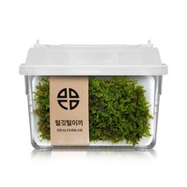 털깃털이끼 관찰세트 자연과학 공기정화 음지식물, 상세페이지 참조