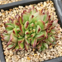 (특가)마리아 철화-랜덤, 1개