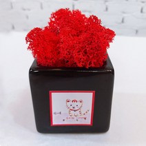 스칸디아모스 천연이끼 공기정화 큐브 모스, 손그림 큐브 블랙 모스-레드