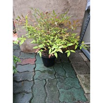 30-50cm 남천 중대품 공기정화식물 149, 1개