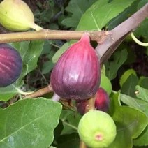 무화과나무 묘목 결실주 3년생 (분묘), 1개