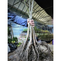 향수묘목농원 신령 왕호두묘목 30cm~70cm이상, 왕호두30cm이상
