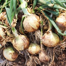 무안햇양파 중 짱아찌용 3kg/5kg/10kg, 3kg 햇양파 중