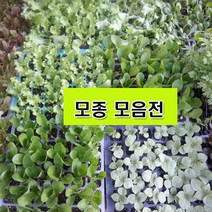 모종 아스파라거스모종 눈개승마모종 딸기모종 설향 삼채종근 야콘뇌두 곰취모종 방풍모종 참취모종, 일당귀모종 2년생 10주