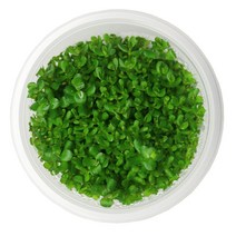 무균 조직 배양수초 - 암마니아 본사이, 단품