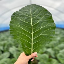 농산물마루 유기농 케일 신선초 1kg / 2kg/ 각 1kg, 케일+신선초 8kg (각4kg), 8kg