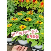 루드베키아-중소-5개묶음/월동되는 이렇게 귀엽고 까칠한