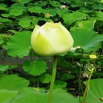 연꽃 화분(백연)
