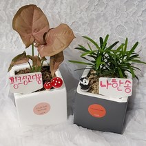 가홈플라워 공기정화식물 나한송 싱고디움 생화 사각 화분