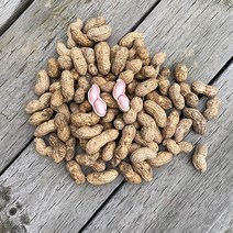 23년 지금수확중 국내산 삶아먹는 햇 생 땅콩 피땅콩 물땅콩, 1개, 2kg