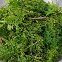 울릉도 전호나물 자연산, 전호나물 1kg