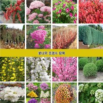 꽃나무 조경수묘목 장미 조팝나무 꽃댕강나무 회양목 측백나무 편백나무 개나리 진달래 철쭉 영산홍 매화나무 벚나무 능소화 치자나무 남천 함박꽃 목단 배롱나무 홍도화 라일락, 회양목 40~50cm
