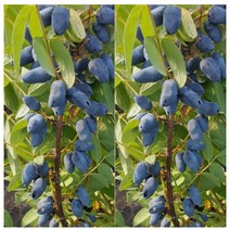 하니베리(댕댕이나무) 보리얼리스 [삽목2년포트] kjot